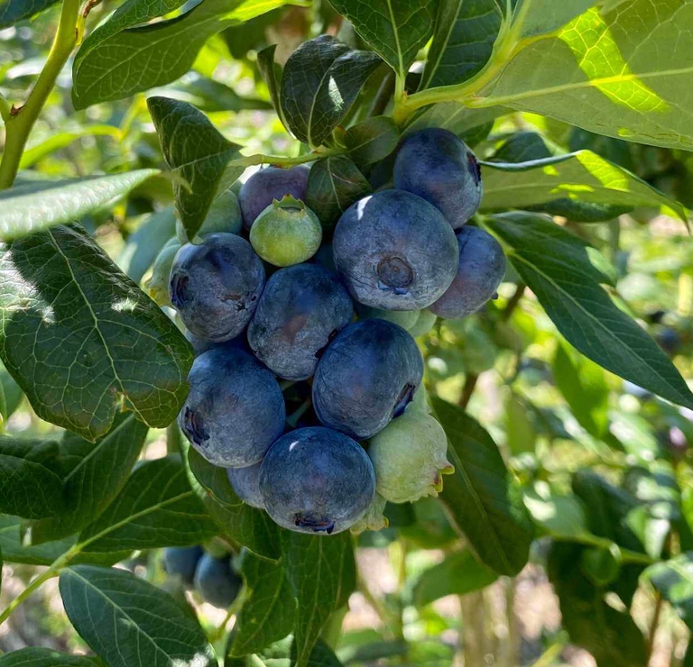 Large, plump, mouthwatering Bennett Blueberries grown in Frankford, Delaware.